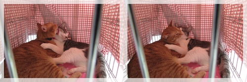ねこ-9