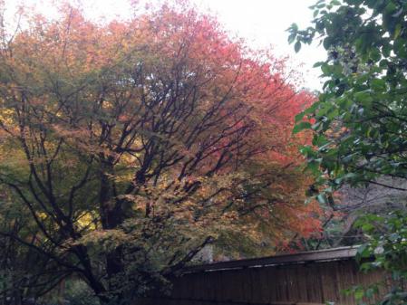 IMG_0772_convert_20121125214702.jpg