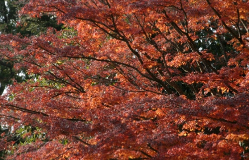 sb83.jpg