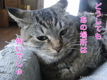 怖いでしゅ