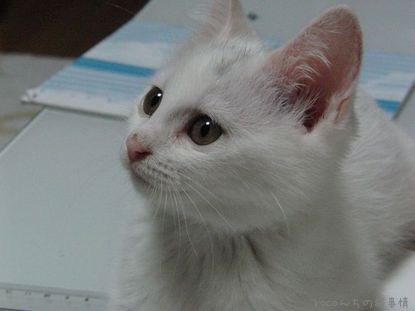 シロちゃん