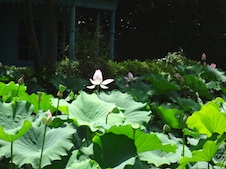 10_20120802111411.jpg