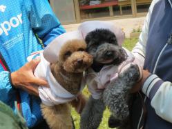 お犬様