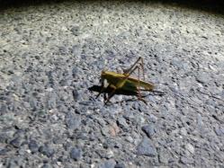 20120718_205647.jpg