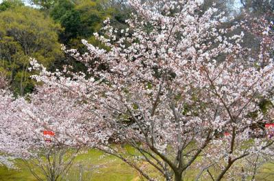 桜 歩兵第十二聯隊(丸亀城)