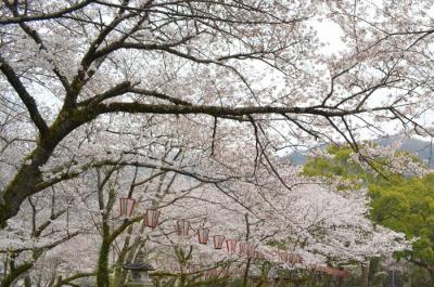 桜 徳島陸軍墓地