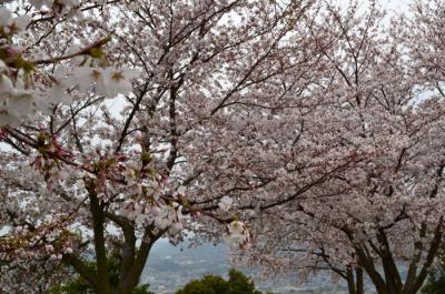 桜 塩生山防空砲台