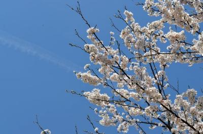 桜 峯山海軍航空基地