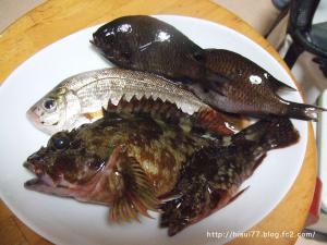 今日の釣果