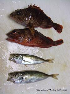 本日の釣果