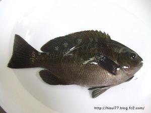 DSCF1211.jpg