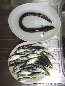 豆アジ、イワシ、アナゴ