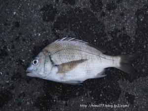 DSCF1901.jpg
