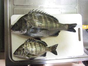 DSCF2732.jpg