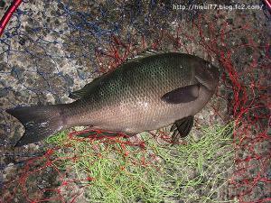 DSCF2974.jpg