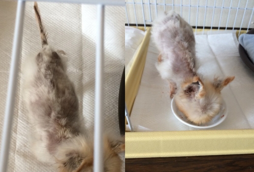 レナータちゃん 初対面