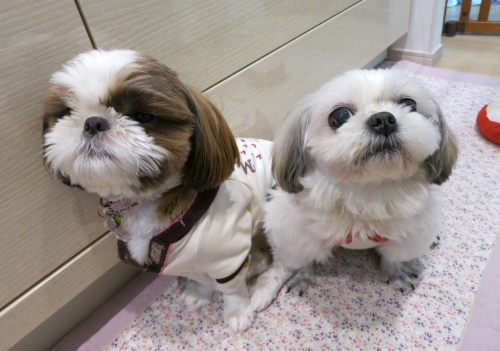 今日のふたり