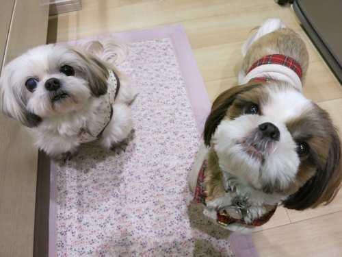 今日のふたり