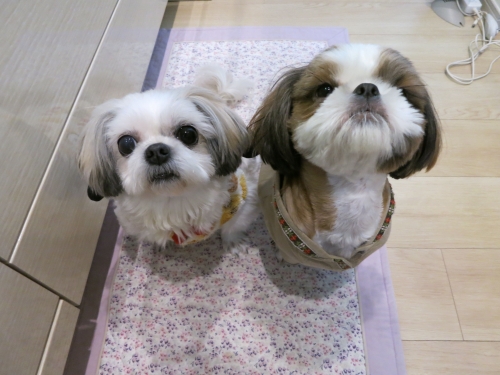 今日のふたり