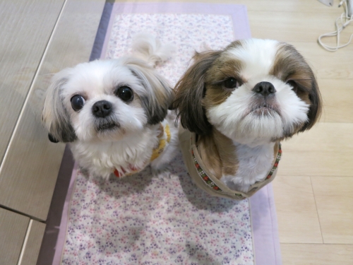 今日のふたり