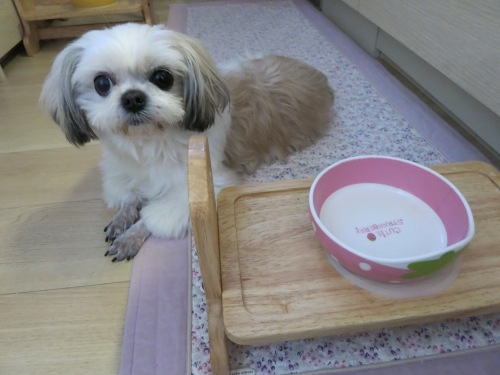食後の華ちゃん