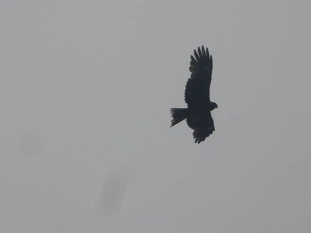 IMGP0112.jpg