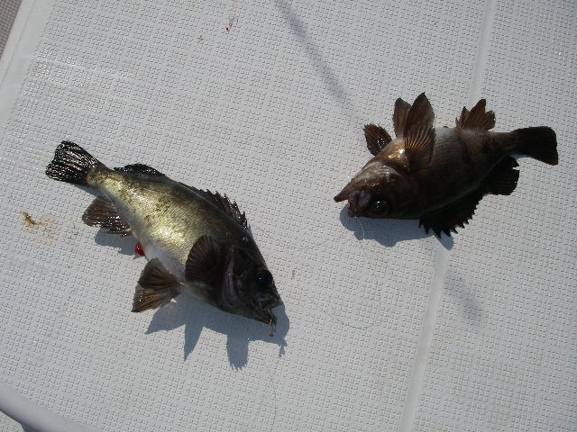 IMGP0135.jpg