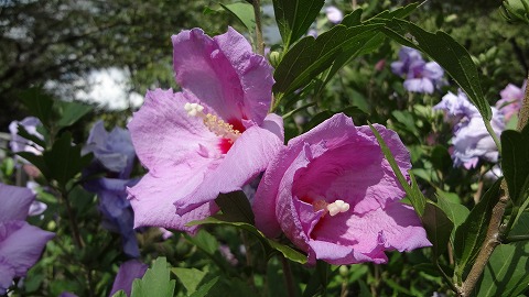 DSC00248.jpg