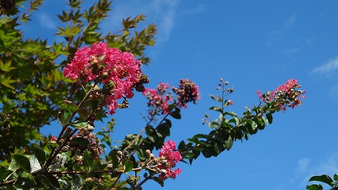 DSC00333_20120907061244.jpg