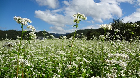 DSC00335_20120908072243.jpg