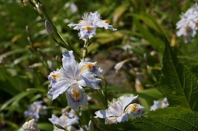 DSC00968.jpg