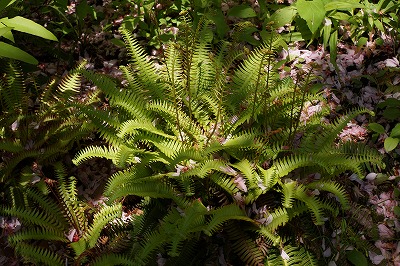 DSC00981_20120523063431.jpg