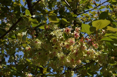 DSC00984.jpg