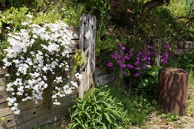 DSC01017.jpg