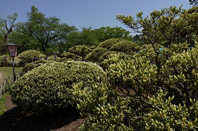 DSC01140.jpg