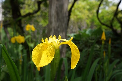 DSC01174.jpg