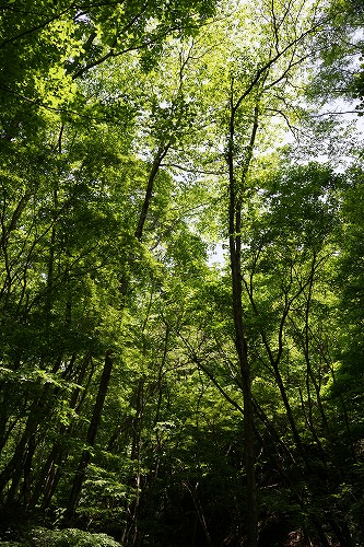 DSC01273_20120603082015.jpg
