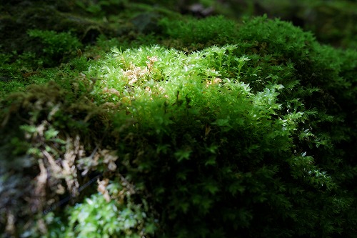 DSC01277.jpg