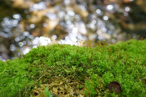 DSC01324_20120603082014.jpg