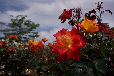 DSC01462.jpg