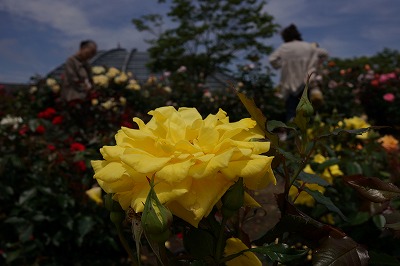 DSC01463.jpg