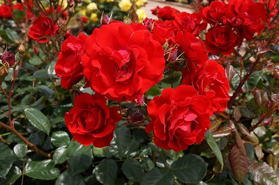DSC01464.jpg