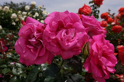 DSC01465.jpg
