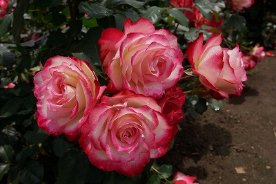 DSC01467.jpg