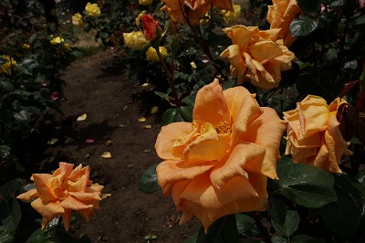 DSC01468_20120619070141.jpg