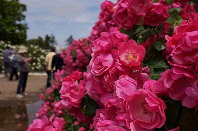 DSC01477_20120619070103.jpg