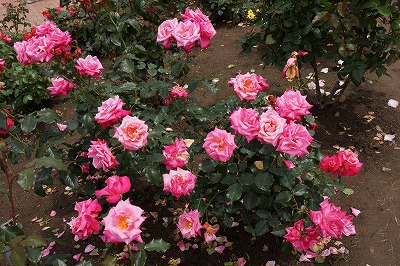 DSC01479.jpg