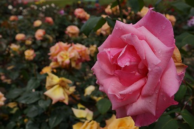 DSC01481.jpg