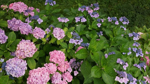 DSC01720_20120728061953.jpg