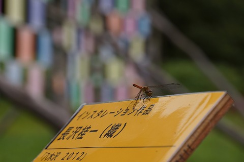 DSC01892.jpg